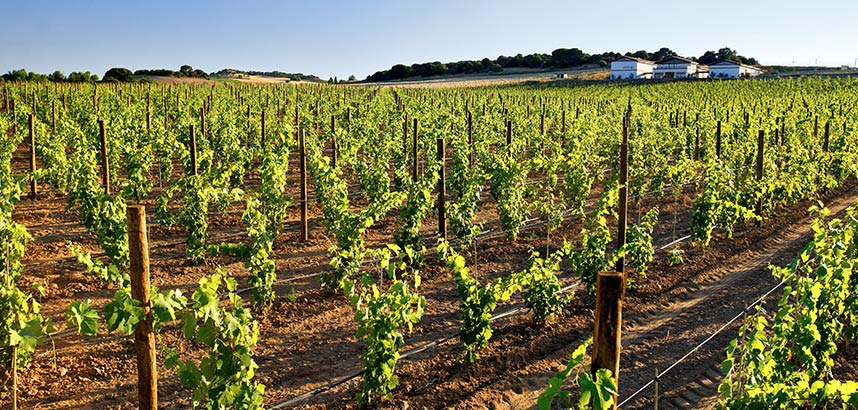 Weinberge unter klarem Himmel mit Gebäuden im Hintergrund.