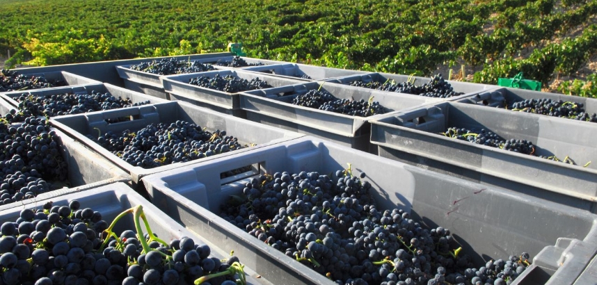 Kisten mit geernteten Trauben auf einem Weinberg im Sonnenlicht.