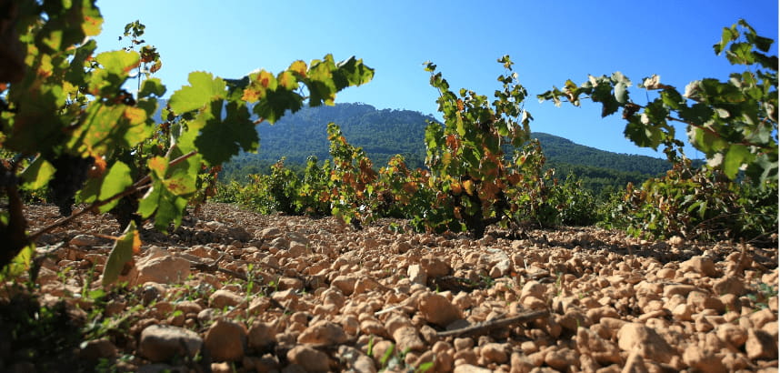 Weinreben auf felsigem Boden mit bewaldeten Hügeln im Hintergrund.