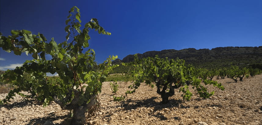 Weinreben in steiniger Landschaft vor bewaldeten Hügeln unter blauem Himmel.