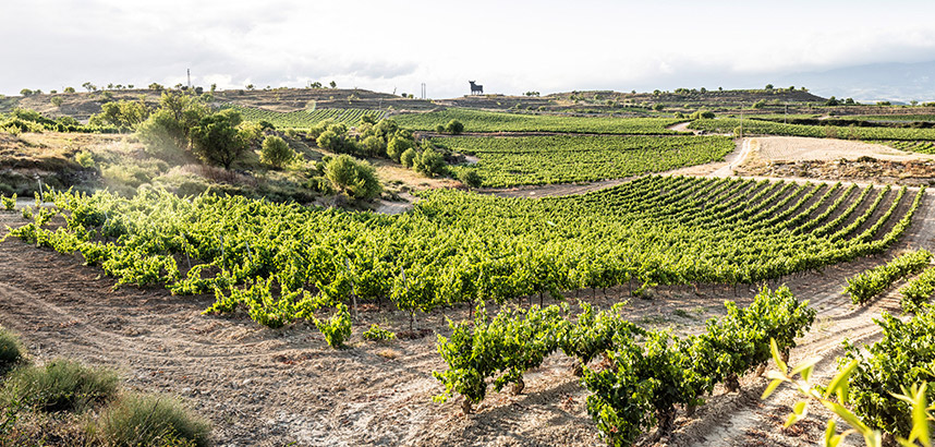 Weinberge in einer hügeligen Landschaft unter bewölktem Himmel.